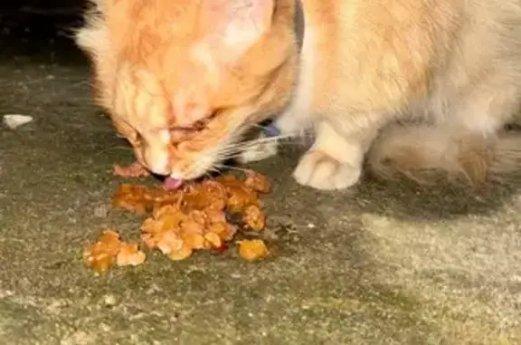 Найдена кошка, Кострома, фото: Найдена кошка на Катушечной, 94, Кострома