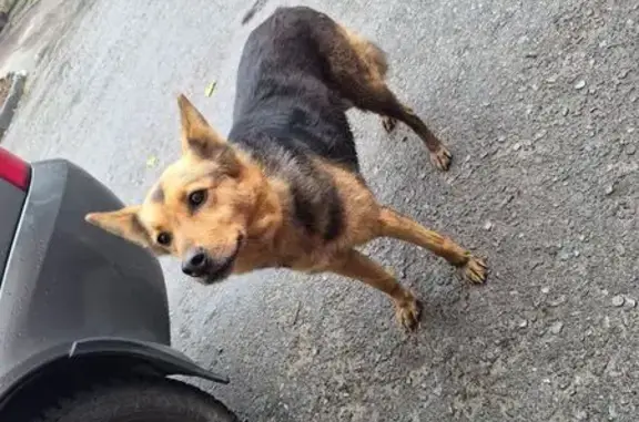 Найдена собака, , фото: Собака найдена: ул. Гагарина, 161/2, Липецк