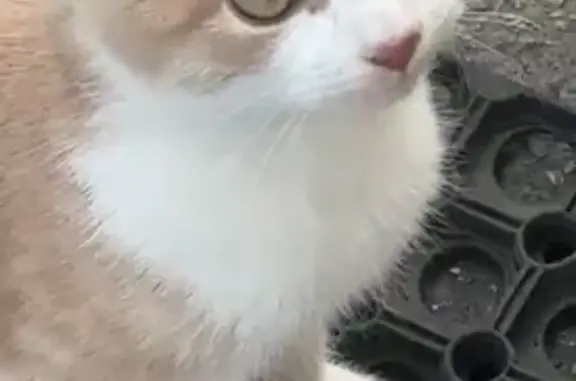 Пропала кошка, ул. Кушховых 6, Нальчик