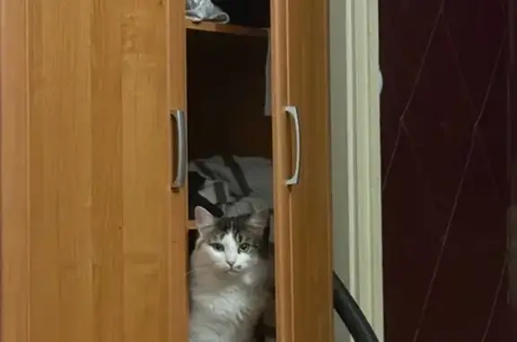 Кошки потеряшки, Петрозаводск, фото: Потеряшка кошка, ул. Репникова 27, Петрозаводск