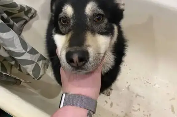 Найдена собака, Нижний Новгород, фото: Найдена собака, пр. Ленина 33, Н. Новгород