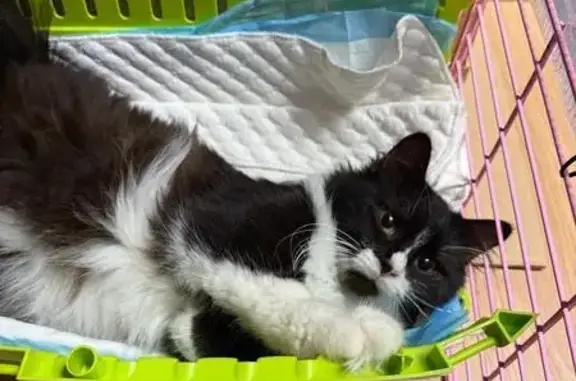 Найдена кошка, Санкт-Петербург, фото: Кошка найдена: Светлановский пр., 37