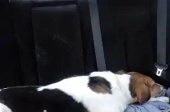 Пропала собака в Уютном, Крым