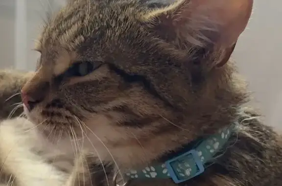 Пропала кошка, Холмистая ул., Волгоград