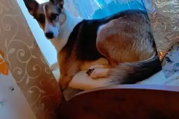 Пропала собака, Саратов, 2-я Садовая, 23А