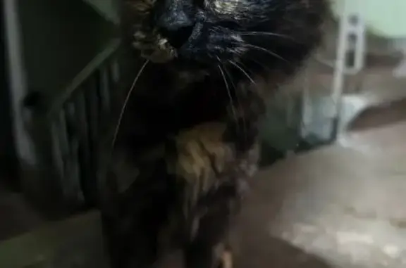 Найденные животные Петрозаводск, фото: Кошка найдена, Октябрьский 10Б, 4 подъезд