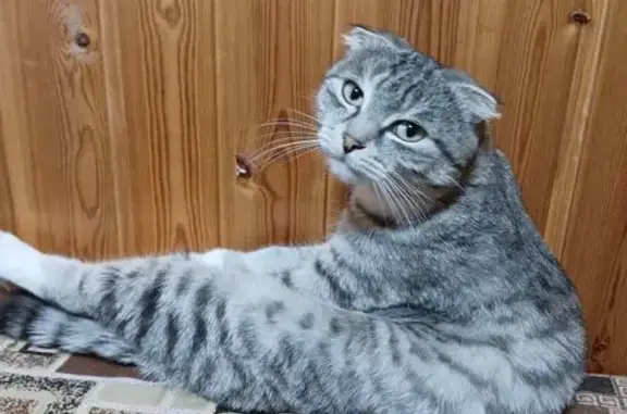 Пропала кошка, Пижмарское с/п, 16К-0526