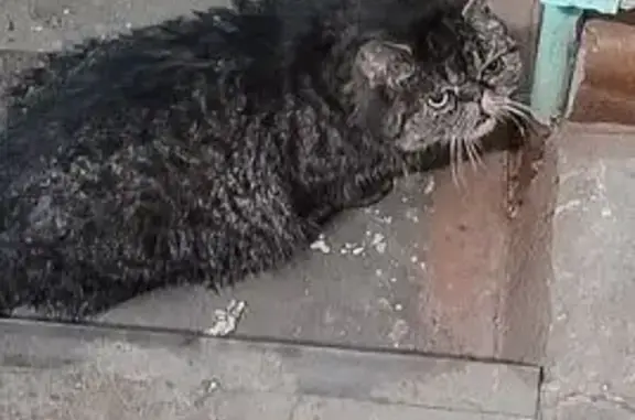 Найдена кошка, Ярославль, фото: Кошка найдена, ул. Щепкина 7, Ярославль