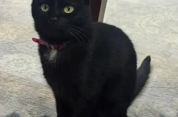 Кошки потеряшки, Ташкент, фото: Потеряшка кошка, Мураб проезд, Ташкент