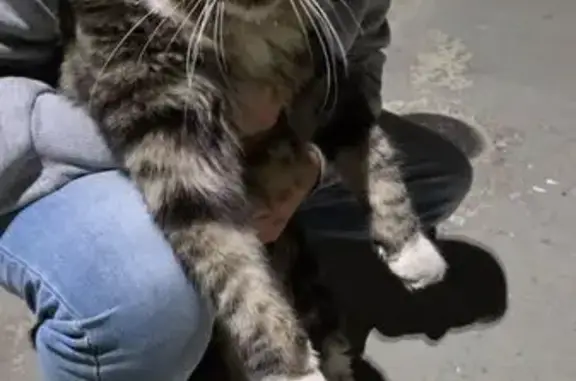 Найдена кошка, Краснодар, фото: Кошка найдена: Командорская 2 к57, Крдр