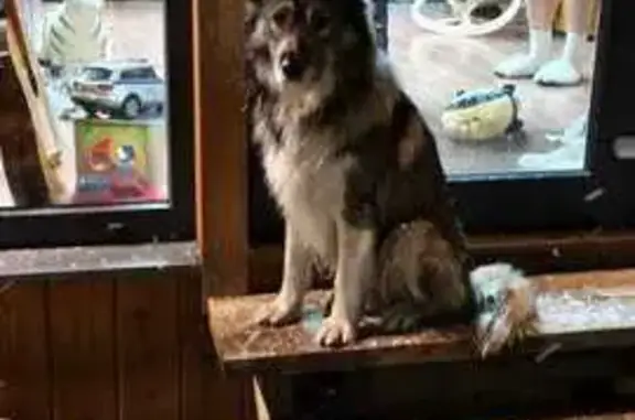 Найдена собака, Ленинградская область, фото: Найдена собака, Коммунар, Ленобласть