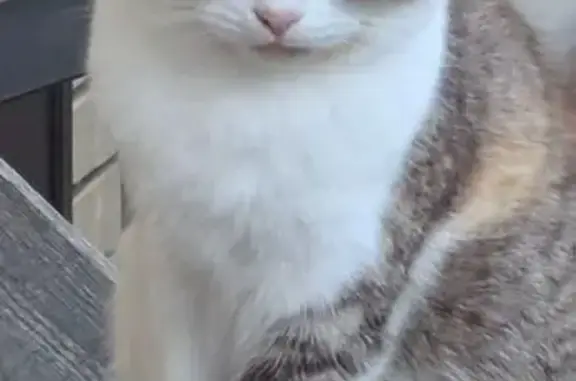 Кошки потеряшки, Элиста, фото: Потеряшка трёхцветная кошка, Элиста, 15
