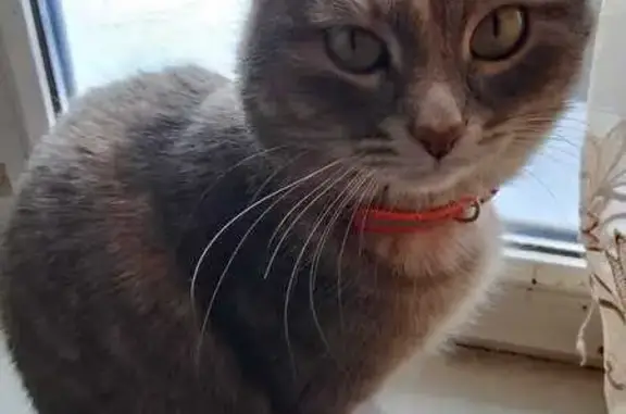 Кошки потеряшки, Саратовская область, фото: Потеряшка кошка, Трещиха, Саратовская обл.