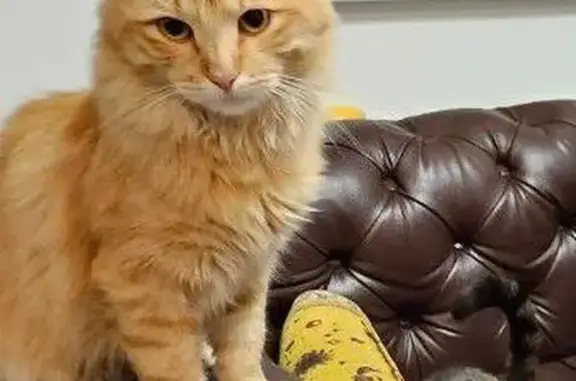 Пропала кошка, ул. Белинского 67, Тула