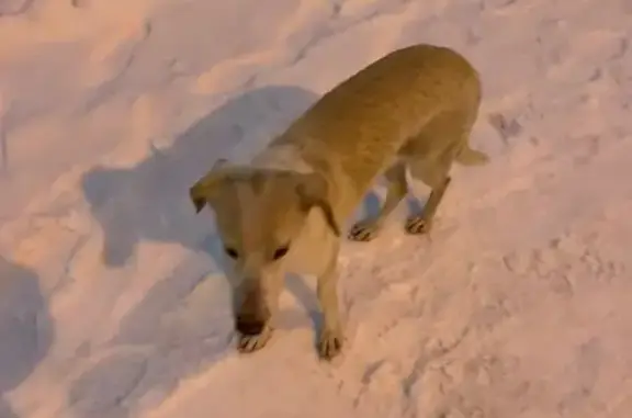 Найдена собака, Новосибирск, фото: Щенок найден на ул. Дуси Ковальчук, 179/2