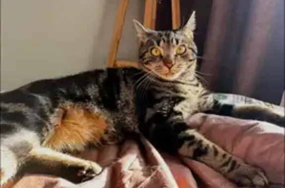 Пропал кот, Донская ул., 15, Артём