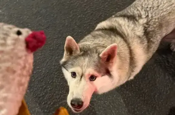 Хаски найдена на Уральской ул., 1Л, СПб