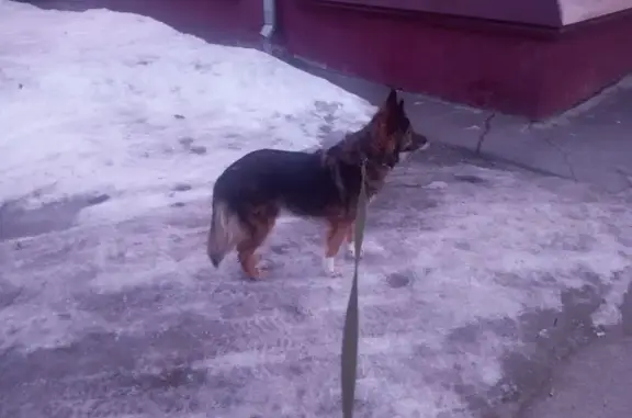 Собаки потеряшки, Барнаул, фото: Потеряшка собака, Брестская ул., Барнаул