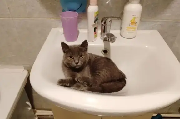 Пропала кошка, ул. Генерала Петрова, 35