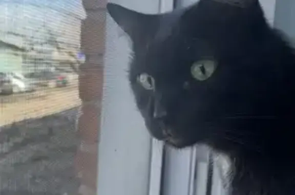 Пропала кошка, Шота Руставели 1, Омск