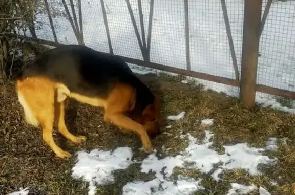 Найдена собака, Иркутск, фото: Собака найдена, Рабочая 18д, Иркутск