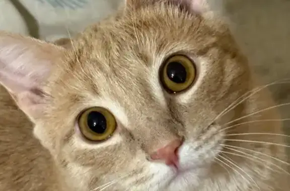 Кошки потеряшки, Чита, фото: Потеряшка кошка, ул. Гагарина, 5, Чита