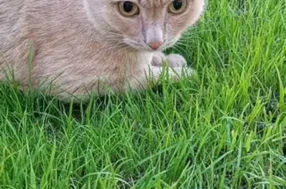 Кошки потеряшки, , фото: Потеряшка кот в Первомайском, Зимняя, 15