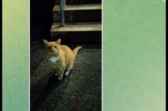 Найдена кошка, Саратов, фото: Найден кот, Новоузенская 166/168, Саратов