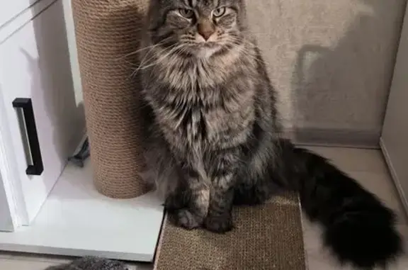 Кошки потеряшки, Калуга, фото: Потеряшка кошка, ул. Андриановой, 32, Калуга