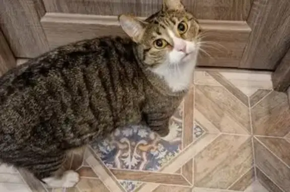 Найдена кошка, Пермь, фото: Кошка найдена: ул. Мира, 11, Пермь