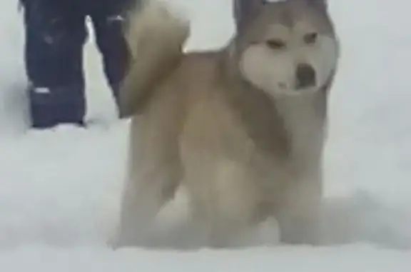 Собаки потеряшки, Бийск, фото: Потеряшка лайка, Полевой пер. 35, Бийск