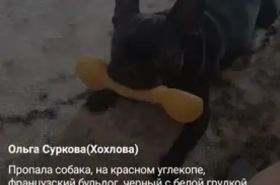 Пропала собака, Кемеровская область