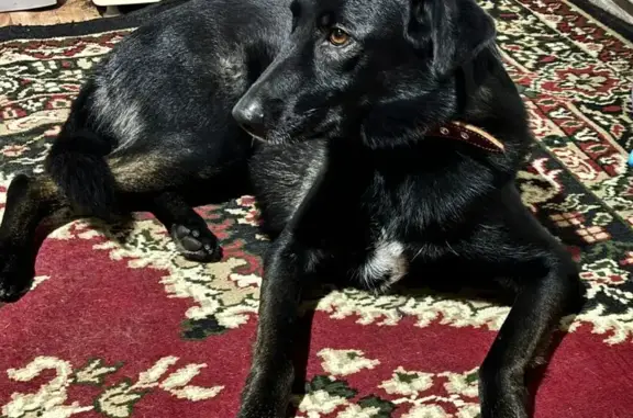 Собаки потеряшки, Нижнее Село, фото: Потеряшка собака Ася, ул. Ленина, 8