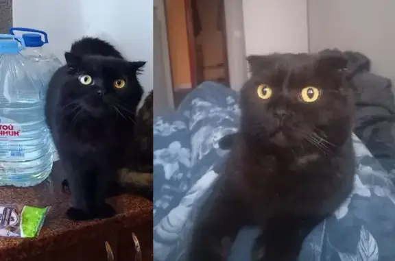 Пропала кошка, Свердловская область