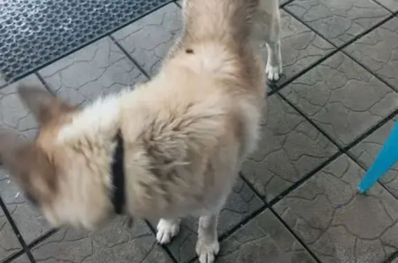 Найдена собака, Челябинская область, фото: Собака найдена: Куса, Челябинская обл.