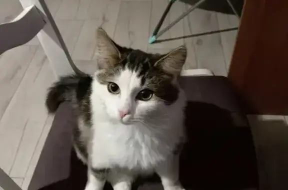 Пропала кошка, Гостиный пер., 6, Щёлково