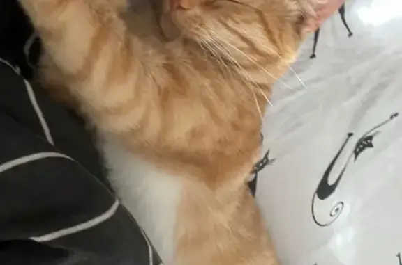 Кошки потеряшки, Кемерово, фото: Кемерово: Потеряшка кошка, Железнодорожная 111