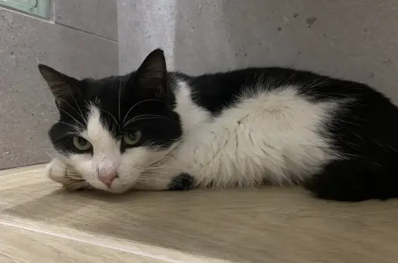 Найдена кошка, Зеленоградск, фото: Кошка найдена: Приморская, 4, Зеленоградск
