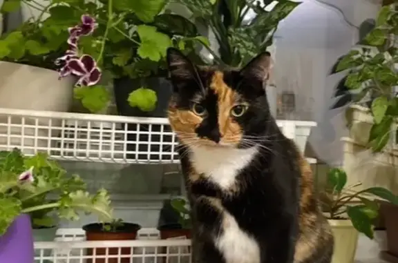 Пропала кошка, Тихвин, 1 мкр, д. 7