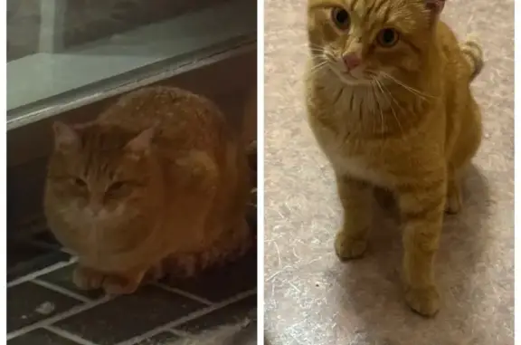 Кот найден на Энтузиастов, 31, Томск