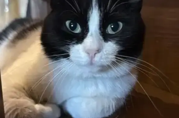 Пропала кошка, Интернатовская ул., Увал