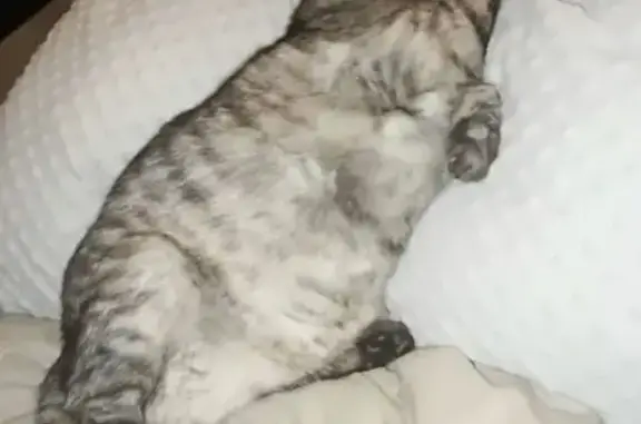 Пропала кошка, ул. Шестакова, 12