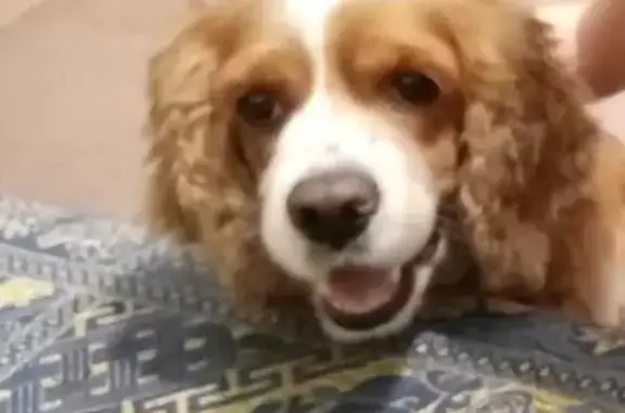 Пропала собака, Екатеринбург, Свердл. обл.