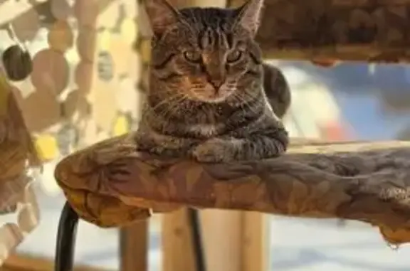 Кошки потеряшки, Чистополь, фото: Потеряшка кошка, Пионерская ул., Чистополь