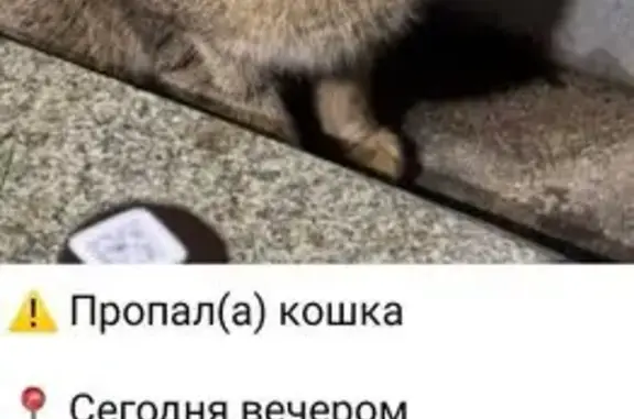 Пропала кошка, Борисовские Пруды 18к1