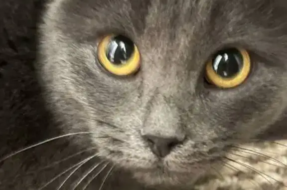 Кошка найдена: Марьинский бул., Москва