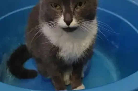 Пропала кошка, ул. Е. Савкова, 8, Екб