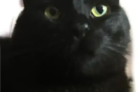 Кошки потеряшки, Рязань, фото: Потеряшка черная кошка, Новая ул. 104, Рязань