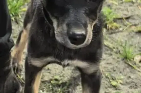 Найдена собака, Брянск, фото: Щенок пытался прорваться в школу, Брянск