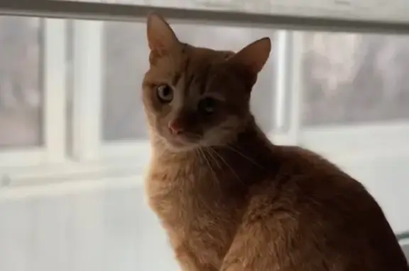 Найдена кошка, Пермь, фото: Найдена кошка около ЦУМ, ул. Лебедева 13